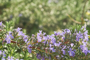 朝露をまとったローズマリーの濃い紫色の花のクローズアップと美しい背景のボケ