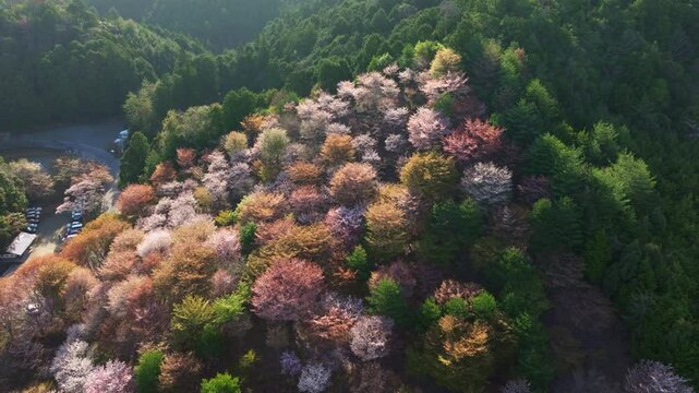 Closeup Aerial view at Pink Sakura cherry blossom flowers, Japanese landscape in Spring