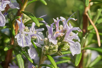 朝露をまとったローズマリーの淡い紫色の花のクローズアップ