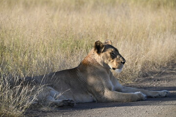 lioness in the savannah, Animal of africa