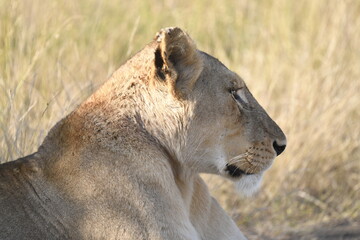 lioness in the savannah, Animal of africa
