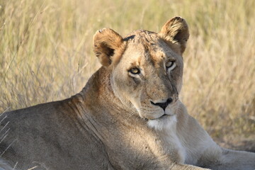 lioness in the savannah, Animal of africa
