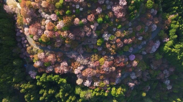 Aerial tops down natural environment of Japanese Spring, Sakura cherry blossom pink flowers shine at Mount Yoshino