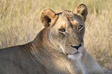 lioness in the savannah, Animal of africa