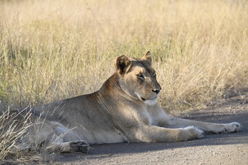lioness in the savannah, Animal of africa