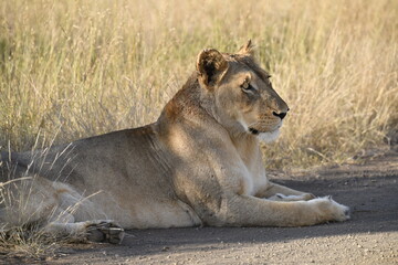 lioness in the savannah, Animal of africa