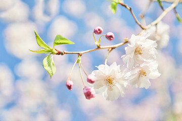 八重桜と青空が織りなす夢のような風景・ボケ味強調
