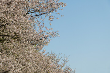 見上げた満開の桜の向こうに広がる春の淡い青空