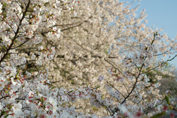 春の柔らかい光に照らされた桜の花の背景素材