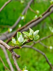 Young spring leaves on branch. Common quince. Cydonia Oblonga in early spring. Close-up.