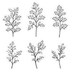 Beautiful Coriander Leaf Vector Line Art Design