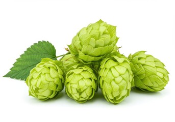 Fototapeta premium Fresh green hops close-up botanical