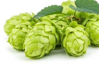 Obraz premium Fresh green hops close-up botanical