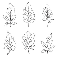 Clove Leaf Vector Line Art Modern Design Inspiration