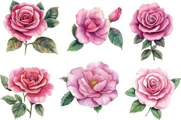 Fototapeta premium set of roses vector illustration