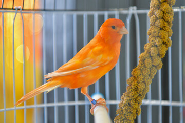 portrait Red factor canary Bird in a cage
