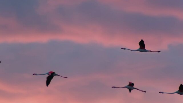 A breathtaking slow motion video of flamingos gracefully flying in formation across a vibrant sunset sky, evoking peace and natural beauty