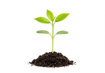 Young green plant sprouting seedling