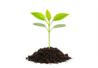 Young green plant sprouting seedling