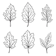 Elegant Chestnut Leaf Vector Line Art Design