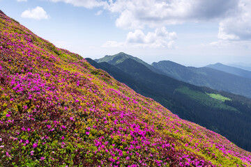 Breathtaking spring scenery - pink rhododendron flowers in full bloom on rolling green hills, enveloped in soft morning hues and misty mountains