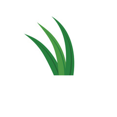 Pandan Leaves Illustration