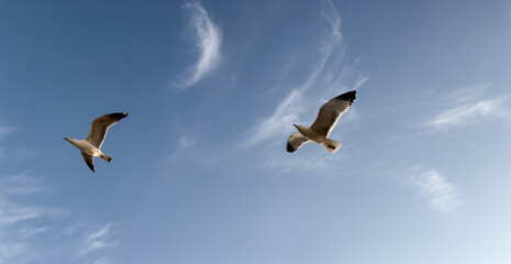 two seagulls flying freely in the blue sky with soft clouds. inspirational natural scene symbolizing freedom, partnership and motion