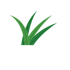 Pandan Leaves Illustration