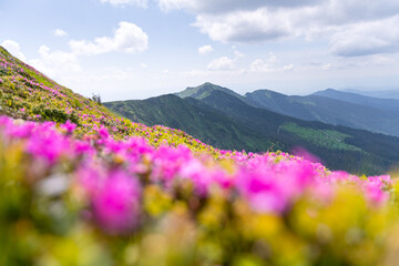 Fototapeta premium Morning sunlight illuminating the Carpathian Mountains with vibrant pink rhododendrons creating a stunning summer landscape
