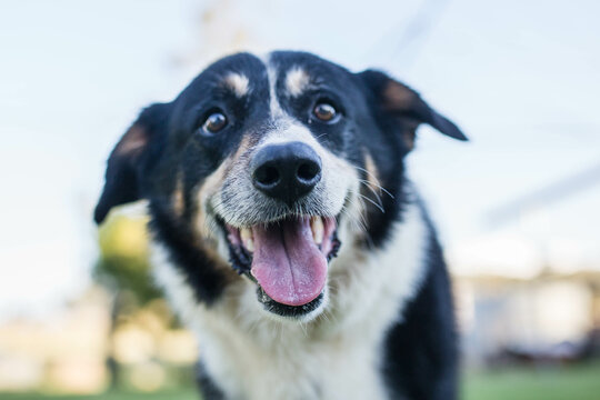 Black and white border collie dog with mouth open