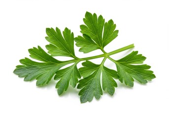 Fresh parsley leaves vibrant green