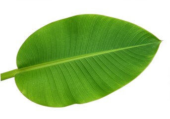 Fototapeta premium Large tropical leaf vibrant green
