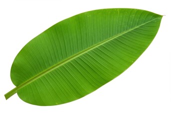 Large tropical leaf vibrant green