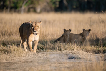 lioness in the savannah, Animal of africa