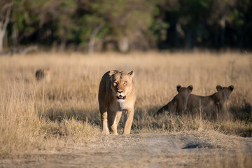 lioness in the savannah, Animal of africa