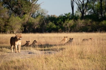Fototapeta premium lioness in the savannah, Animal of africa