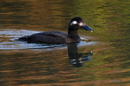 Velvet scoter (Melanitta fusca) juvenile, on water, Oulton Broad, Suffolk, England, UK. November. 