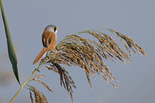 Bearded reedling (Panurus biarmicus) male, perched on a reed, Norfolk, England, UK October. 