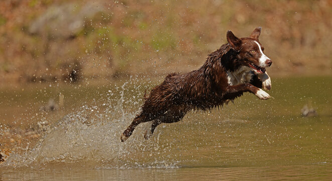 Chocolate border collie leaping through water, Maryland, USA. May. 