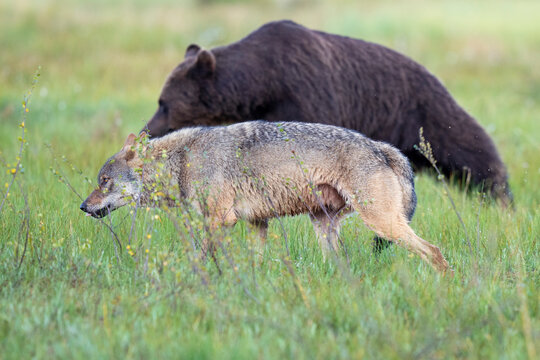 Eurasian wolf (Canis lupus) in grassland with Eurasian brown bear (Ursus arctos) behind, Kuikka camp, Kuhmo, Finland. August. 