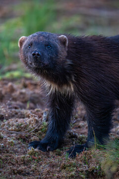 Wolverine (Gulo gulo) portrait, Kuikka camp, Kuhmo, Finland. August. 