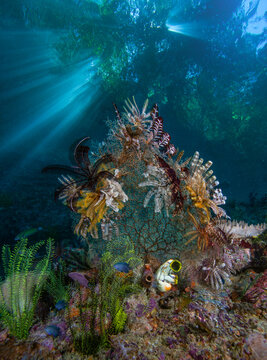 Group of Feather stars (Crinoidea) resting on an unidentified coral sea fan, Raja Ampat, Indonesia, Pacific Ocean. 