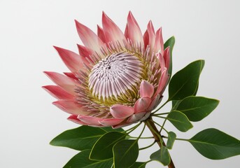Protea flower exotic bloom pink