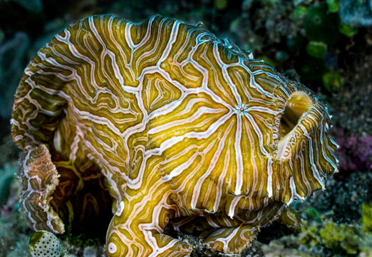 Psychedelic frogfish (Histiophryne psychedelica) resting on seabed, Ambon, Indonesia, Pacific Ocean. 