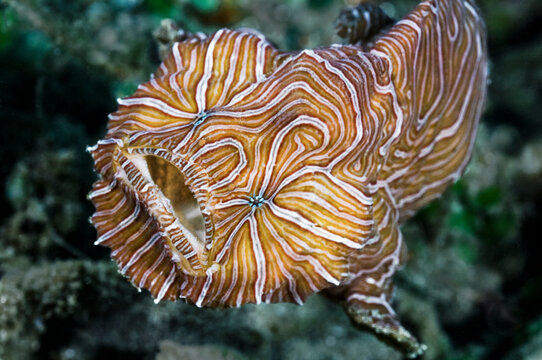 Psychedelic frogfish (Histiophryne psychedelica) portrait, Ambon, Indonesia, Pacific Ocean. 