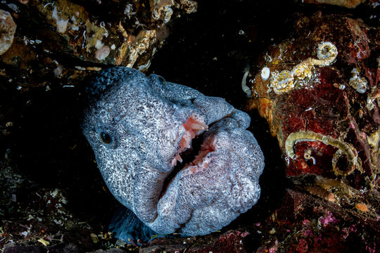 Wolf eel (Anarrhichthys ocellatus) peering out from reef, portrait, off Vancouver Island, British Columbia, Canada, Pacific Ocean. 