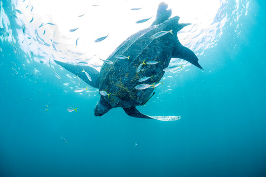 Leatherback sea turtle (Dermochelys coriacea) swimming close to surface accompanied by Remoras (Remora sp.), Kei Islands, Moluccas, Indonesia, Banda Sea, southwest Pacific Ocean. 
