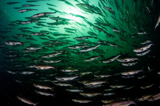 Pink salmon (Oncorhynchus gorbuscha) huge shoal migrating up the Campbell River, Vancouver Island, British Columbia, Canada. 