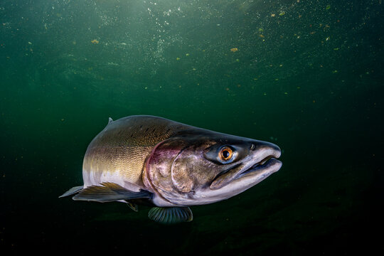 Pink salmon (Oncorhynchus gorbuscha) migrating up the Campbell River, Vancouver Island, British Columbia, Canada. 