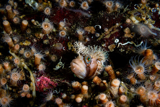 Decorated warbonnet (Chirolophis decoratus) peering out from a hole in a rock wall, Salish Sea, British Columbia, Canada. 